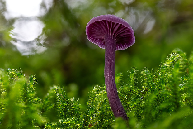 lakovka ametystová Laccaria amethystina (Huds.) Cooke