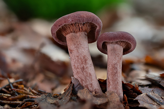 rýdzik gáfrový Lactarius camphoratus (Bull.) Fr.