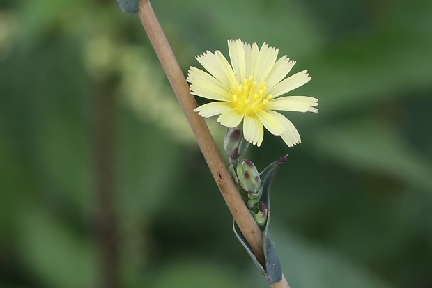 šalát kompasový Lactuca serriola L.