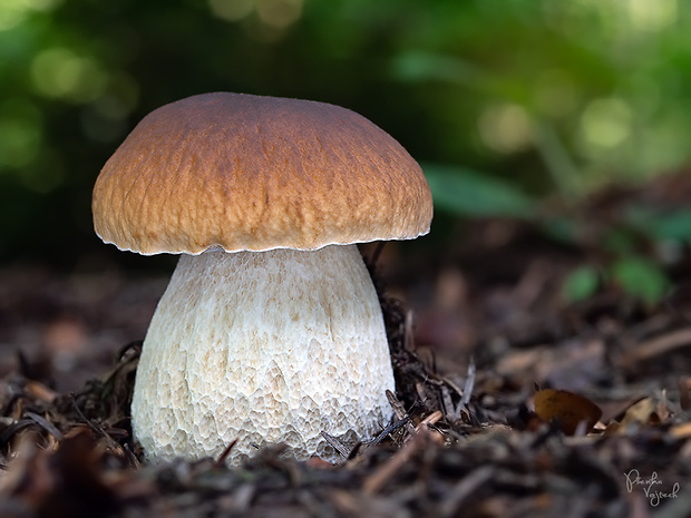 hríb smrekový Boletus edulis Bull.