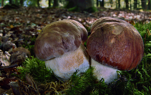 hríb sosnový Boletus pinophilus Pil. et Dermek in Pil.