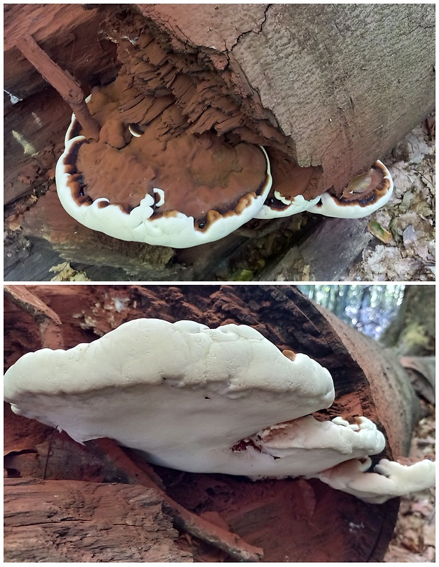 lesklokôrovka Ganoderma sp.