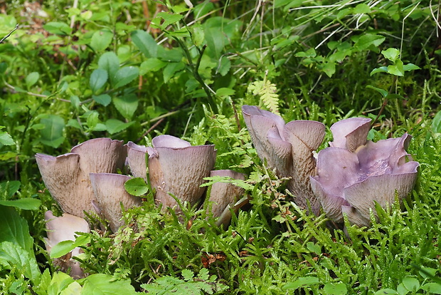 lievikovec kyjakovitý Gomphus clavatus (Pers.) Gray