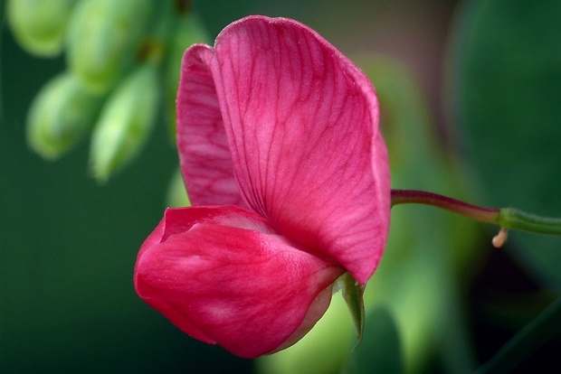 hrachor širokolistý Lathyrus latifolius L.