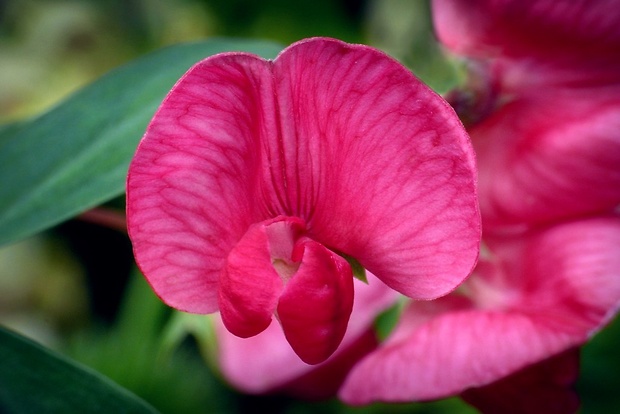 hrachor širokolistý Lathyrus latifolius L.