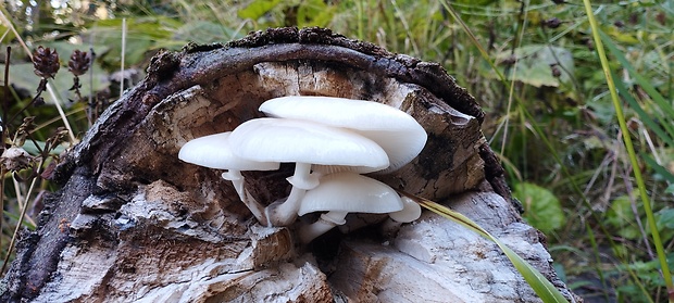 sliznačka obyčajná Mucidula mucida (Schrad.) Pat.