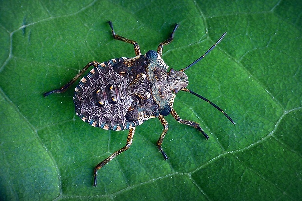 bzdocha červenonohá (sk) / kněžice rudonohá (cz) Pentatoma rufipes (Linnaeus, 1758)