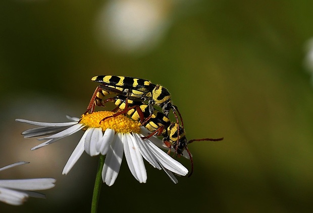 fuzáč (sk) / kuloštítník (cz) Plagionotus floralis (Pallas, 1773)