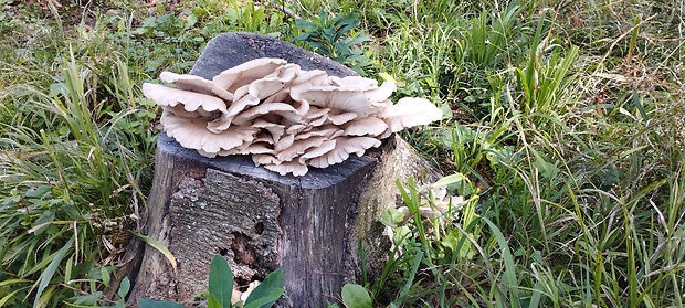 hliva buková Pleurotus pulmonarius (Fr.) Quél.