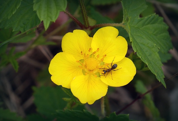 nátržník plazivý Potentilla reptans L.