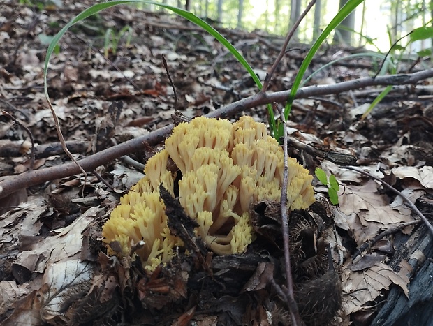 strapačka žltá Ramaria flava (Schaeff.) Quél.