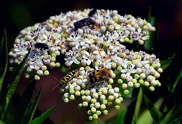 chlpáčik škvrnitý (sk) / zdobenec skvrnitý (cz) Trichius fasciatus (Linnaeus, 1758)