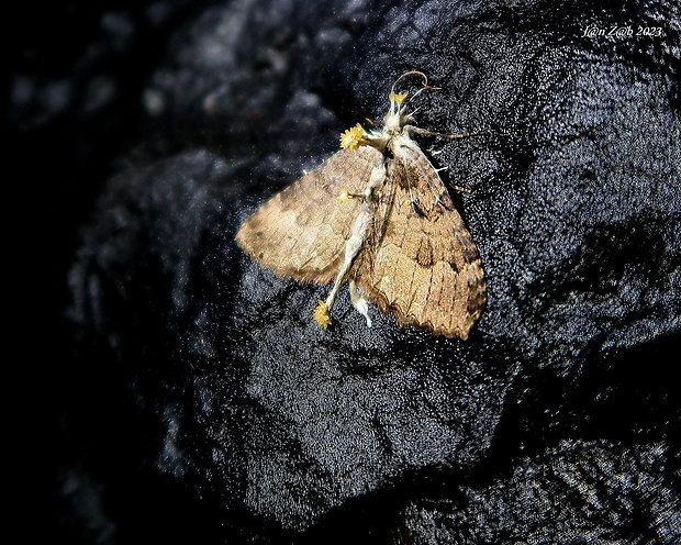 žezlovka Akanthomyces tuberculatus (Lebert) Spatafora, Kepler & B. Shrestha