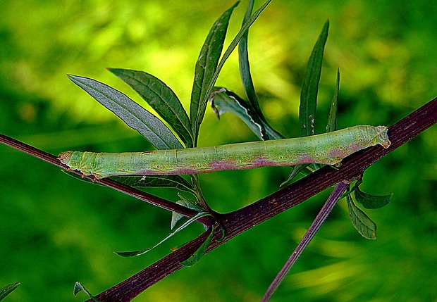 kôrovka palinová Ascotis selenaria