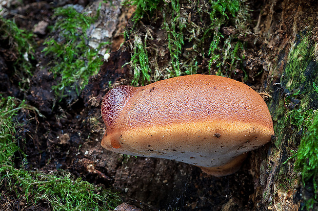 pečeňovec dubový Fistulina hepatica (Schaeff.) With.