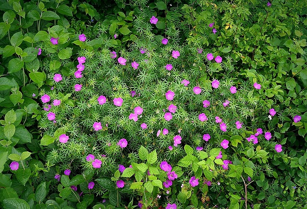 pakost krvavý Geranium sanguineum L.