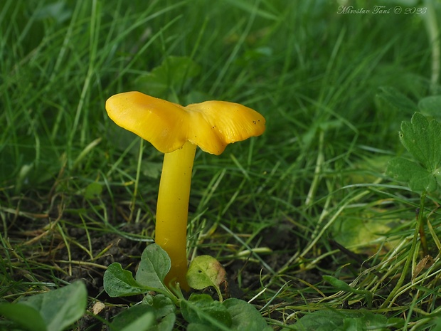 lúčnica citrónovožltá Hygrocybe chlorophana (Fr.) Wünsche