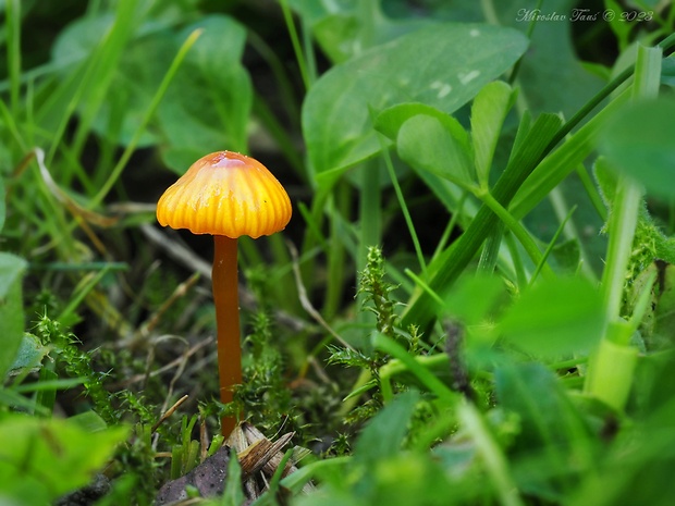 lúčnica hlienistá Hygrocybe glutinipes (J.E. Lange) R. Haller Aar.