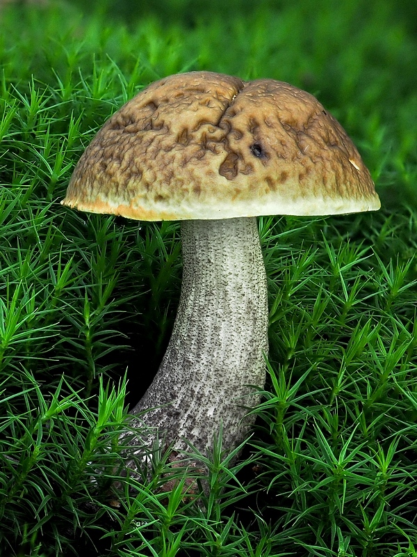 kozák hrabový Leccinum pseudoscabrum (Kallenb.) Šutara