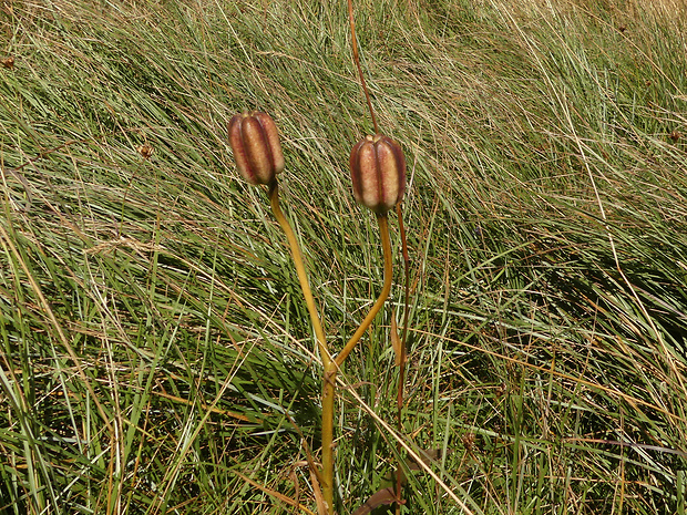 ľalia bosnianska Lilium bosniacum (Beck) Fritsch