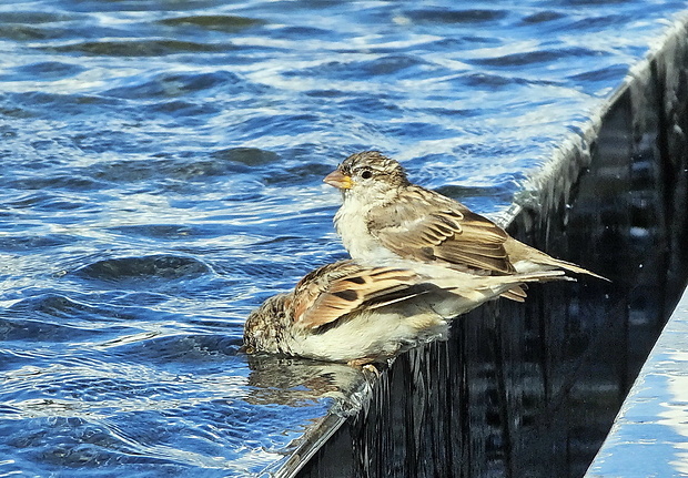 vrabec domový Passer domesticus