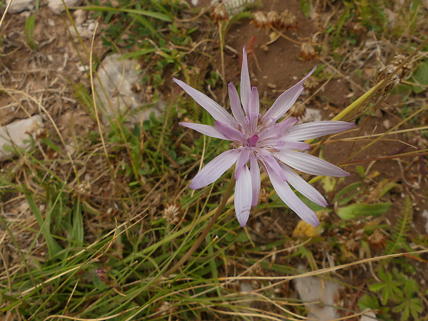 hadomor ružový Scorzonera rosea Waldst. et Kit.