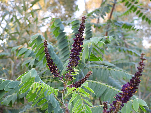 beztvarec krovitý Amorpha fruticosa  L.