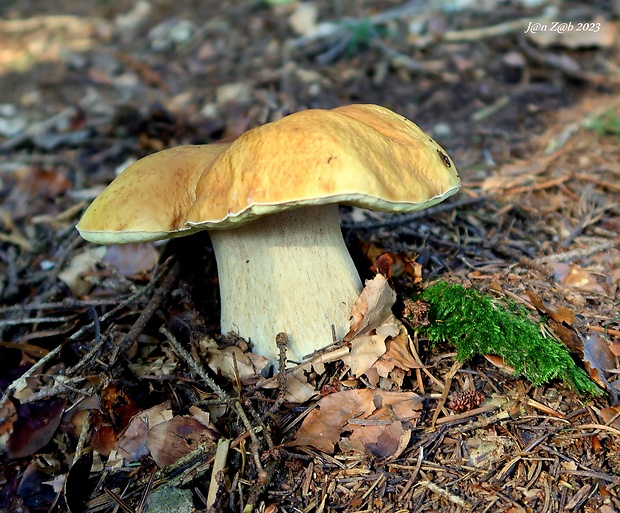 hríb smrekový citrónový  Boletus edulis f. citrinus