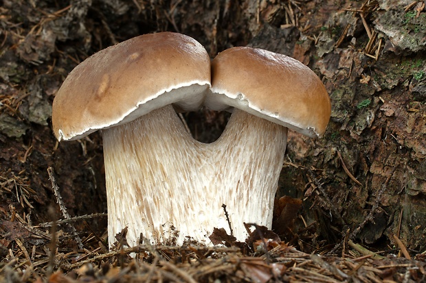 hríb smrekový Boletus edulis Bull.