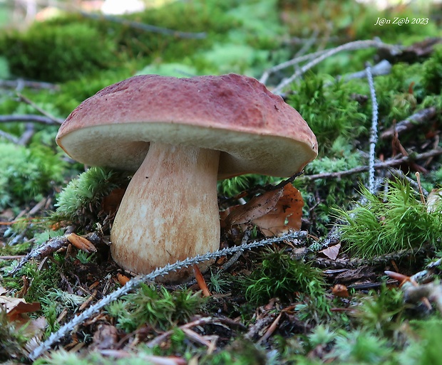 hríb sosnový Boletus pinophilus Pil. et Dermek in Pil.