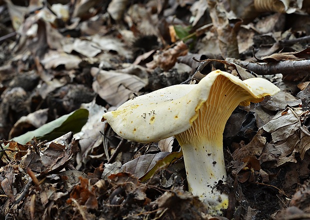 kuriatko bledé Cantharellus pallens Pilát