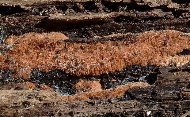 voskopórovček plavý Ceriporiopsis gilvescens (Bres.) Domański