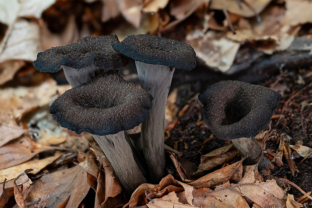 lievik trúbkovitý Craterellus cornucopioides (L.) Pers.