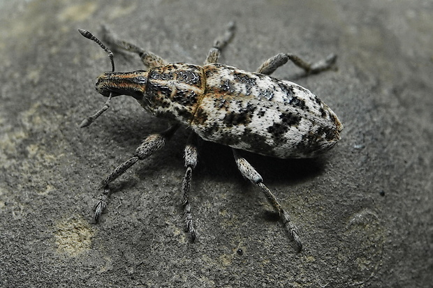 nosáčik Cyphocleonus dealbatus (Gmelin, 1970)