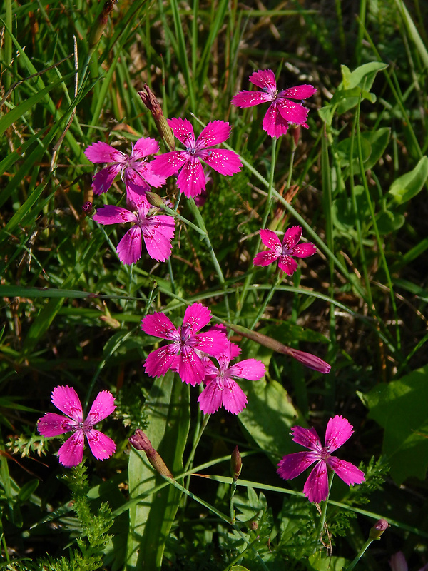 klinček slzičkový Dianthus deltoides L.