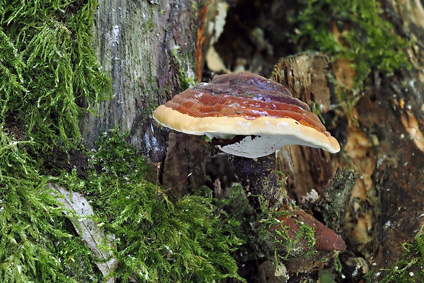 lesklokôrovka obyčajná Ganoderma lucidum (Curtis) P. Karst.