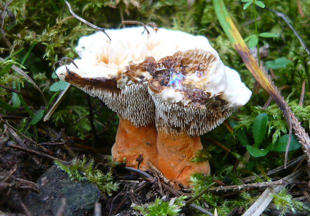 jelenkovka oranžová Hydnellum floriforme (Schaeff.) Banker