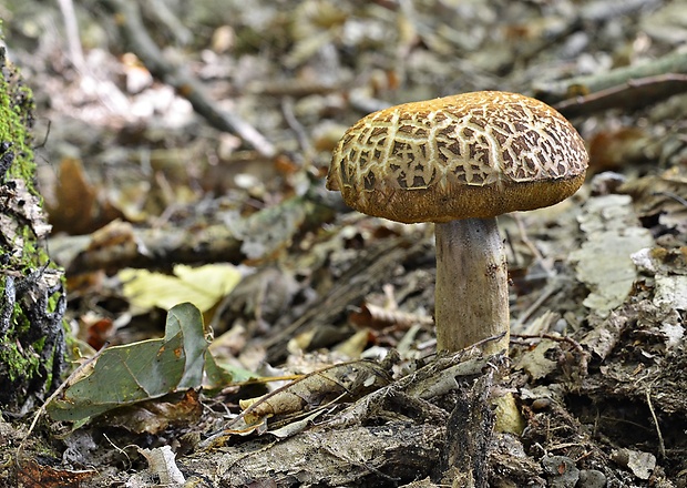 kozák žltopórový Leccinellum crocipodium (Letell.) Della Maggiora & Trassinelli