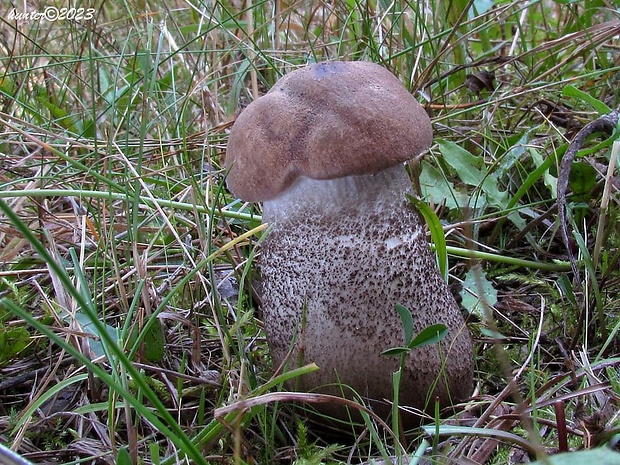 kozák topoľový Leccinum duriusculum (Schulzer ex Kalchbr.) Singer