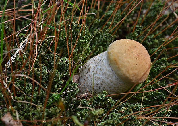 kozák hrabový Leccinum pseudoscabrum (Kallenb.) Šutara