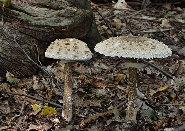 bedľa vysoká Macrolepiota procera (Scop.) Singer