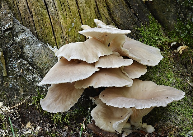 hliva lievikovitá Pleurotus cornucopiae (Paulet) Rolland