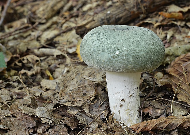 plávka zelenkastá Russula virescens (Schaeff.) Fr.