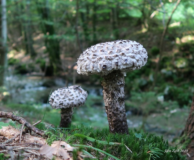 šiškovec šupinatý Strobilomyces strobilaceus (Scop.) Berk.