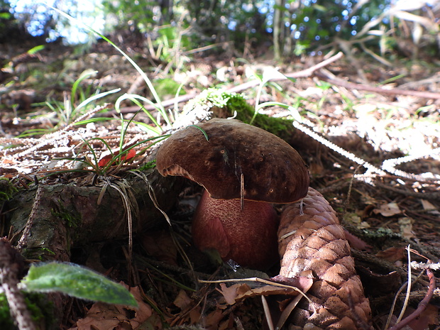 hríb zrnitohlúbikový Sutorius luridiformis (Rostk.) G. Wu & Zhu L. Yang