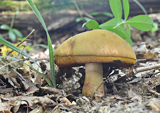 hríb zrnitohlúbikový Sutorius luridiformis (Rostk.) G. Wu & Zhu L. Yang