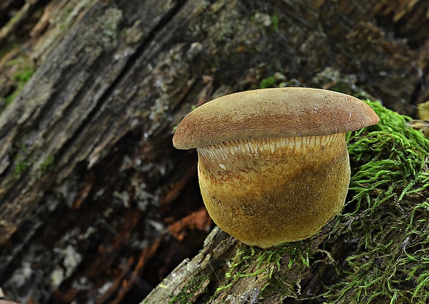 čechračka tmavohlúbiková Tapinella atrotomentosa (Batsch) Šutara