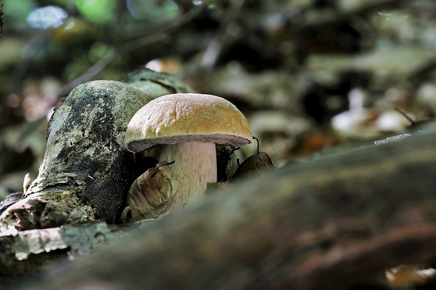 hríb smrekový Boletus edulis Bull.