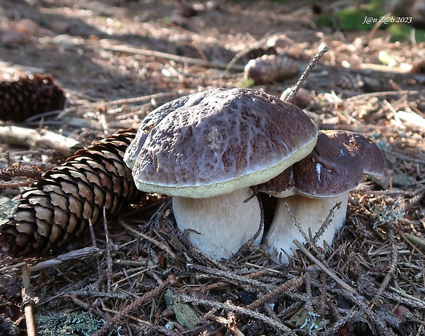 hríb smrekový Boletus edulis Bull.