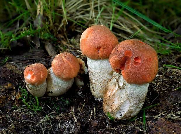 kozák dubový Leccinum aurantiacum (Bull.) Gray